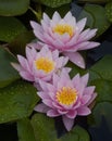 Three Pink Water Lilies Royalty Free Stock Photo