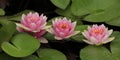 Three Pink Water Lilies