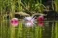 Three pink water lilies or lotus flower are reflected in the pond with soft blurred background Royalty Free Stock Photo