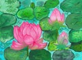 Three pink water lilies in pond Royalty Free Stock Photo