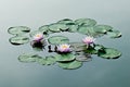 Three Pink Water Lily Royalty Free Stock Photo