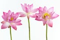 Three pink water lily flower (lotus) Royalty Free Stock Photo