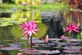 Three pink waterlillies in full bloom Royalty Free Stock Photo