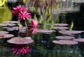 Three pink waterlillies in full bloom Royalty Free Stock Photo