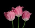 Three pink-white tulips with green stem isolated on black background. Studio close-up shot. Royalty Free Stock Photo