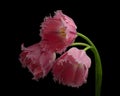 Three pink-white tulips with green stem isolated on black background. Studio close-up shot. Royalty Free Stock Photo