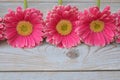 Three pink yellow gerbera daisies in a border row on grey old wooden shelves background with empty copy space Royalty Free Stock Photo