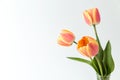 Three pink and yellow tulips in a glass vase on a white background. Minimalism Royalty Free Stock Photo