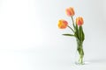 Three pink and yellow tulips in a glass vase on a white background. Minimalism Royalty Free Stock Photo