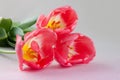 Three pink and yellow tulips laying on table Royalty Free Stock Photo