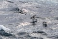 Three Pintado Petrels, up, up and away.