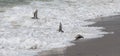 Three piping plovers flying over ocean at edge of the beach