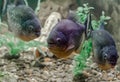 three piranha fish swim in the water close up Royalty Free Stock Photo