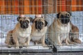 Three pitiful looking pug dogs trapped in their bench during the
