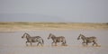 Three plains Zebra running through water, hidden valley, Serengeti