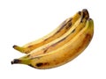 Three plantain bananas