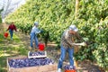 Three plantation workers harvesting plums Royalty Free Stock Photo