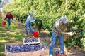 Three plantation workers harvesting plums Royalty Free Stock Photo