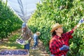 Three plantation workers harvesting plums Royalty Free Stock Photo