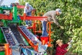 Three plantation workers harvesting plums Royalty Free Stock Photo