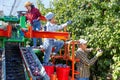 Three plantation workers harvesting plums Royalty Free Stock Photo