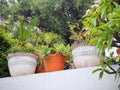 Pot Plants on Top of a White Painted Wall Royalty Free Stock Photo