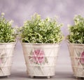 Three plants in ornamented flowerpots