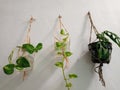 Three plants serve to clear indoor air