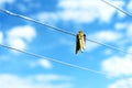 Three Plastic Clothes pegs on a Washing Line Royalty Free Stock Photo