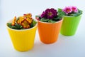 Three plastic flower pots and yellow, pink, purple primroses inside Royalty Free Stock Photo