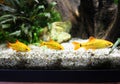 Three platies fish in the aquarium Royalty Free Stock Photo