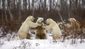 Three playful arctic mammals walking in the snowy forest generated by AI