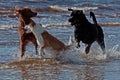 Three playful dogs on the beach Royalty Free Stock Photo