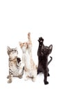 Three Playful Kittens Vertical Banner