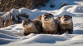 Three Cute River Otters Playing and Having Fun in the Snowy Winter Landscape Royalty Free Stock Photo