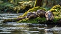 Three Adorable Otters Resting on Mossy Log by the River Royalty Free Stock Photo