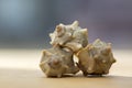 Three pleuroploca see shells decorations on wooden table in sunlight