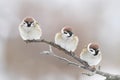three plump birds sitting on a branch in the Park Royalty Free Stock Photo