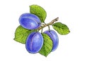 Three plums on a branch with leaves