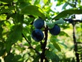 Three plums between tree branches Royalty Free Stock Photo