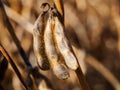 Three pods of dry ripe soya on the plantation, extreme close up