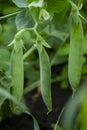 Three pods of green peas hang from a bush. Green peas ripen in the garden. Green peas - growing in the garden. Royalty Free Stock Photo