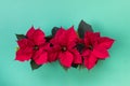 Three poinsettia flowers on green background Royalty Free Stock Photo