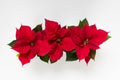 Three poinsettia flowers standing in a row Royalty Free Stock Photo