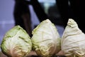 Three pointed Cabbage in a row-Sweetheart Cabbage