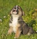 Three-pointed puppy mestizo hound on green grass