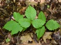 Three poison ivy leaves on the forest floor