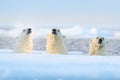 Three polar bears on drift ice, Svalbard, Norway. Rare wildlife scene from nature, cold winter with snow in the Arctic. Animal