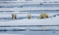 Three polar bears, female with two cubs walk on ice floe in Arctic Royalty Free Stock Photo