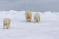 Three polar bears walk away